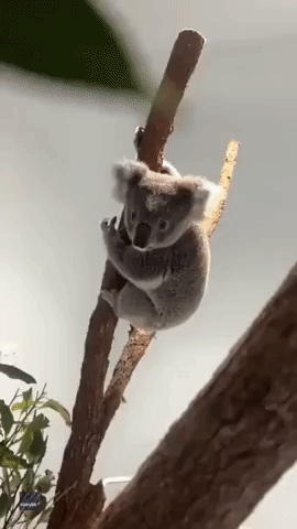 Koala Leaps Between Trees at Australian Wildlife Sanctuary