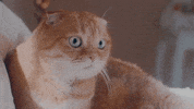 now that i found you cat GIF by Carly Rae Jepsen