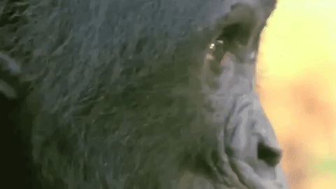 monkey GIF
