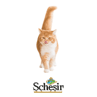 Schesir cat food pet gatto Sticker