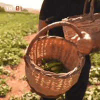 Look Eat GIF by TRT