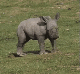 gergedanyapim  GIF