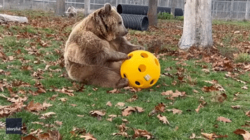 Having a Ball: Bear Checks Out Supersized Toy