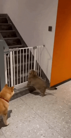 cuteanimalland giphyupload GIF