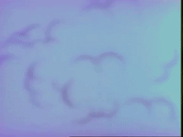porkchop GIF