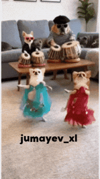 Dance Wow GIF