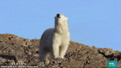 Polar Bear Bird GIF by BBC Earth