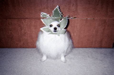 jonnys_world giphygifmaker lil weed dog GIF