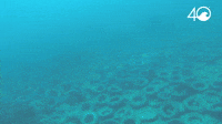 Osborne Reef