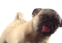 Cute Puppy Sticker