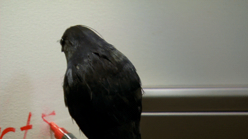 raven GIF by Team Coco