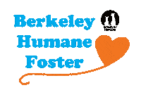 Cat Adopt Sticker by Berkeley Humane