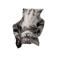 Sleepy Kitten Sticker by Berkeley Humane