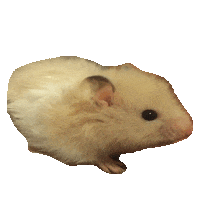 hamster STICKER by imoji