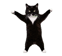 Cat Dancing Sticker by Vogule Poland