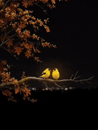 Night Love GIF