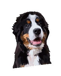 pawdesignco dog bernese mountain dog bernese bernese mt dog Sticker