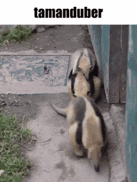 Anteater Tamandua GIF