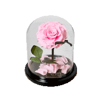Roses Boxe Sticker by Ta Surprise