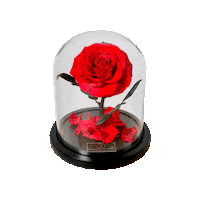 Roses Fleurs Sticker by Ta Surprise