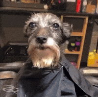 Haircut Fresh Cut GIF by Respective