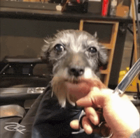 Haircut Funny Dog GIF by Respective