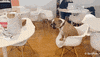 english bulldog lol GIF by The BarkPost 