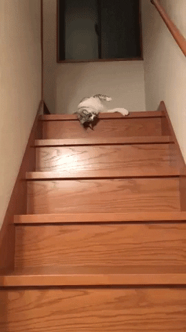 BaklolGifs giphyupload gifvif too lazy to walk GIF