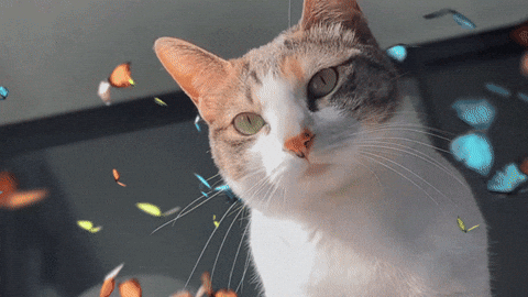 Cat Kitty GIF