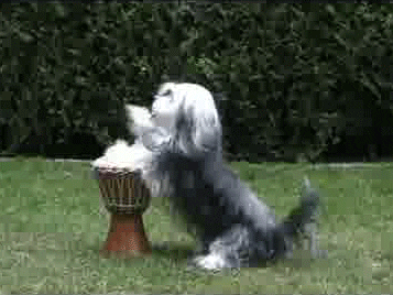 Dogs Drums GIF