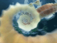 The Salmon Dance GIF by The Chemical Brothers