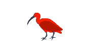 Bird Guaratuba Sticker by Guará Mapping Festival