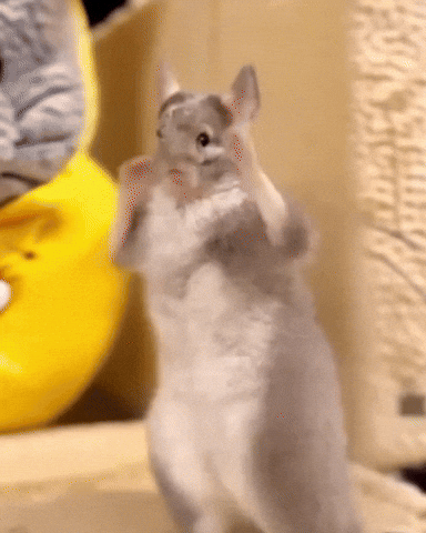Dance Chinchilla GIF