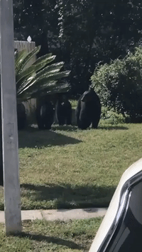 Family of Bears Take a Stroll Down Street in Suburban Florida Neighborhood