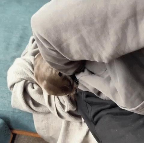 cuteanimalland giphyupload GIF