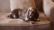 Dogs Pets GIF by bautifulbox