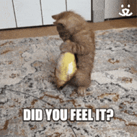 Kitten Shake GIF by Best Friends Animal Society