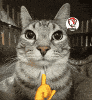Sigma Cat Gif GIF