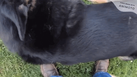 PetShield giphyupload GIF