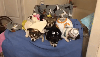 Costumed Chihuahuas 'Sing' in Imperfect Harmony