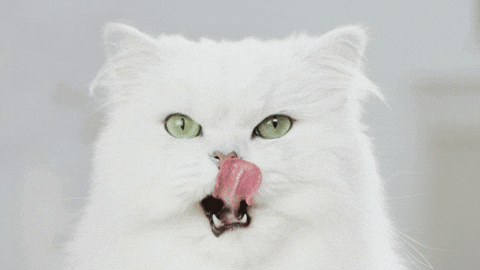 Licking Lips Fancy Cat GIF by PurinaUS