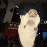 Lady Gaga Dogs GIF