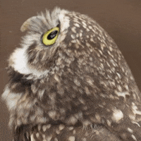 Eyes Wow GIF by San Diego Zoo Wildlife Alliance