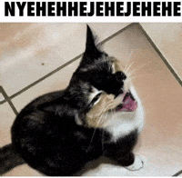 Cat Laugh GIF