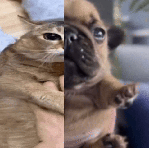 Kitty Pibble GIF