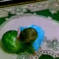 Baby Play GIF
