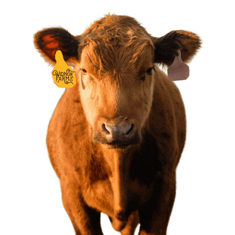 Widnorfarms giphyupload GIF