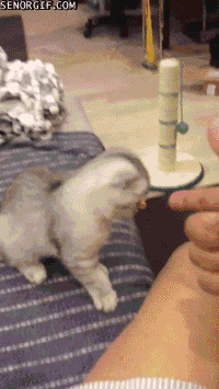 cat fail GIF by Cheezburger