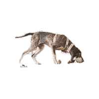 Searchdog Spur Sticker by GO FIND Suchhunde