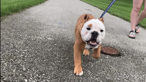 Happy On My Way GIF by Butler University